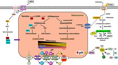 The potential impact of melanosomal pH and metabolism on melanoma